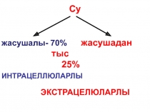 Су
жасушалы- 70% жасушадан тыс 25%
ИНТРАЦЕЛЛЮЛАРЛЫ ЭКСТРАЦЕЛЮЛАРЛЫ