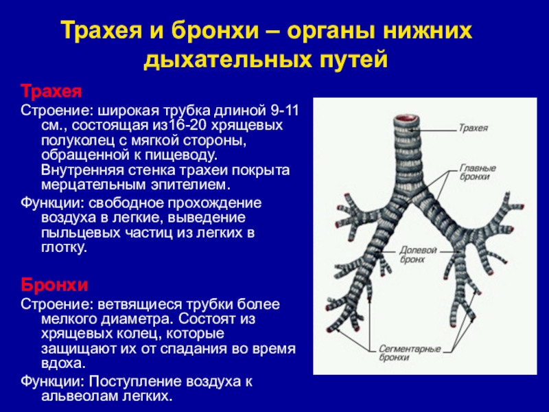 Скелет состоит из хрящевой ткани. Бронхи строение и функции. Строение и функции трахеи и бронхов. Строение гортани трахеи бронхов. Строение и функции бронх.
