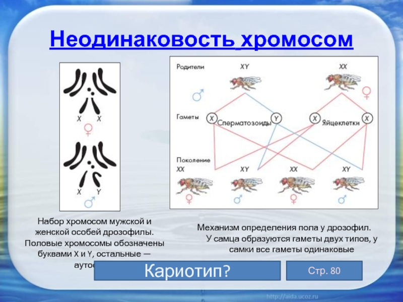 У дрозофилы гетерогаметный пол мужской. Неодинаковость хромосом. Определение пола у дрозофилы. Особи женского пола дрозофилы набор хромосом. Определенный набор хромосом у особей одного.