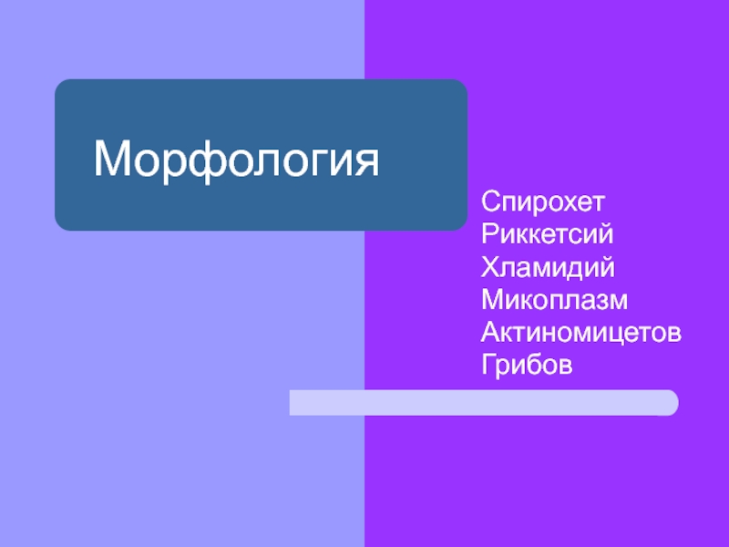 Презентация Морфология спирохет итд