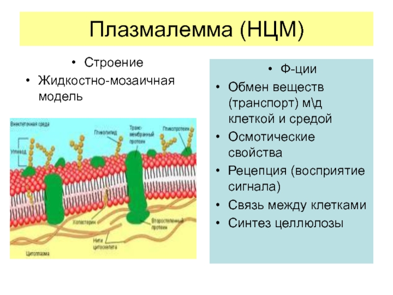 Мембраны клеток эукариот. Клеочная мембрана иплазмолема. Плазмалемма и гликокаликс. Клеточная мембрана плазмалемма. Плазматическая мембрана плазмалемма.