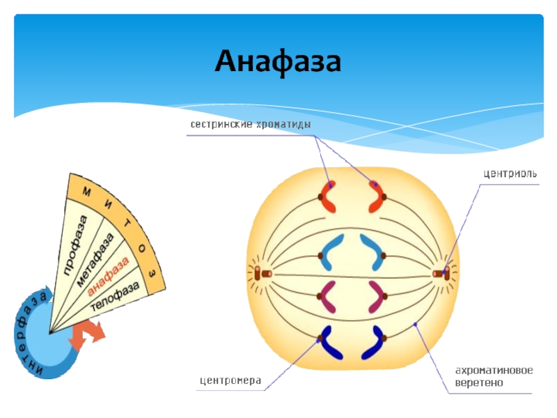 Анафаза днк