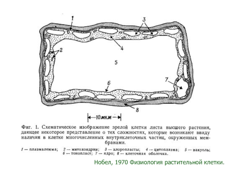 Оболочка в растительной клетке ответ