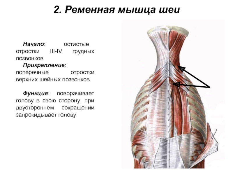 2. Ременная мышца шеиНачало: остистые отростки III-IV грудных позвонков Прикрепление: поперечные отростки верхних шейных позвонков Функция: поворачивает