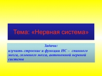 Тема: Нервная система