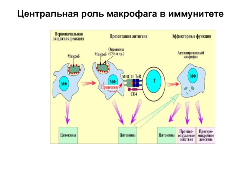 Роль макрофагов. Функции макрофагов в процессе иммунного ответа. Макрофаги функции в иммунном ответе. Функции макрофагов в иммунитете. Схема презентации антигена лимфоцитам.