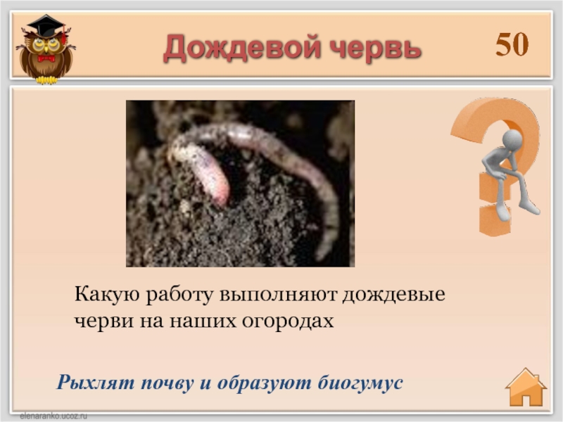 Сообщение о червях. Дождевые черви рыхлят. Полезные земляные черви. Дождевой червь рыхлит почву.