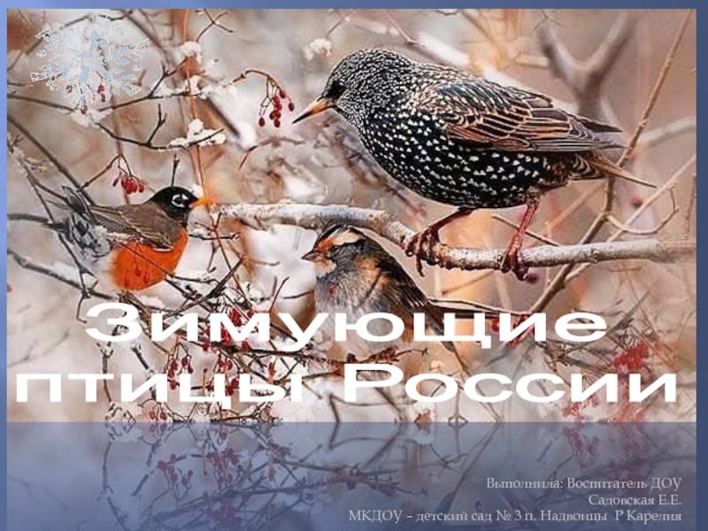 Зимующие птицы России для дошкольников