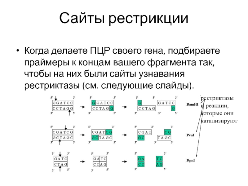 Ваш фрагмент. Сайты рестрикции. Рестрикция. Сайт узнавания рестриктазы. Обозначения сайтов рестрикции.