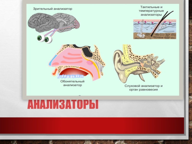 Презентация Анализаторы