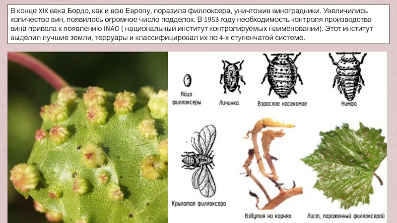 Тля на винограде описание с фотографиями