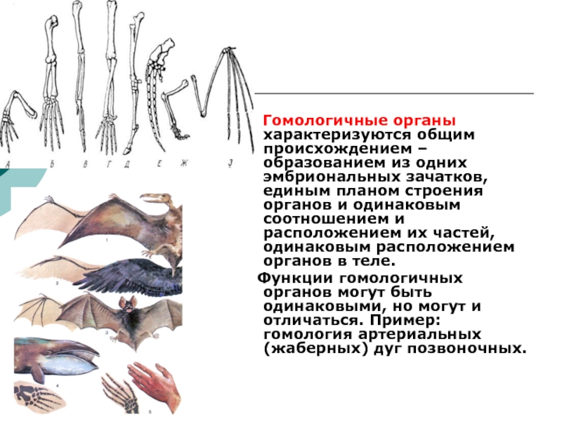 Органы имеющие общее происхождение единый план строения выполняющие общую функцию