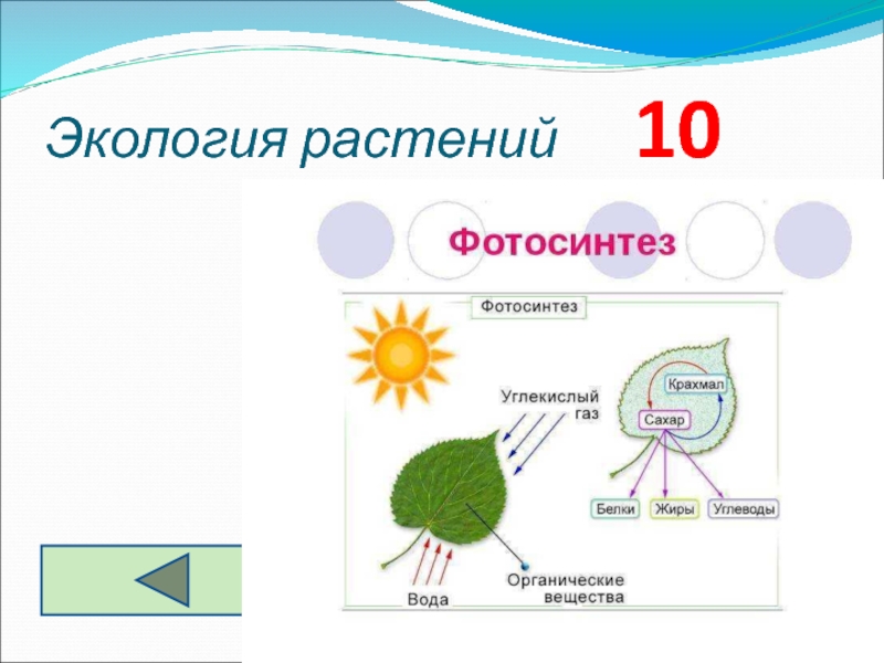 Обмен веществ у растений тест 6 класс