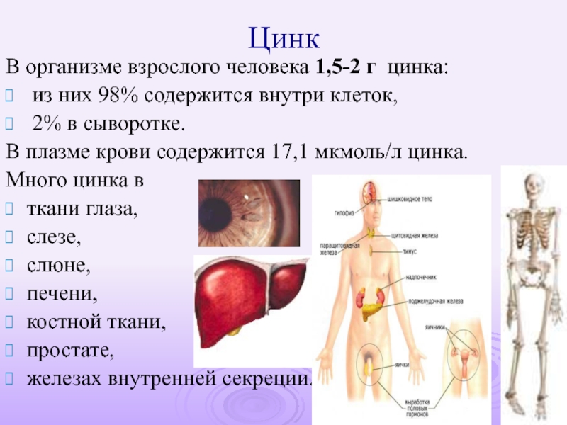 Организм взрослого. Цинк в организме человека. Цинк для организма. Цинк содержится в организме человека. Организм взрослого человека.