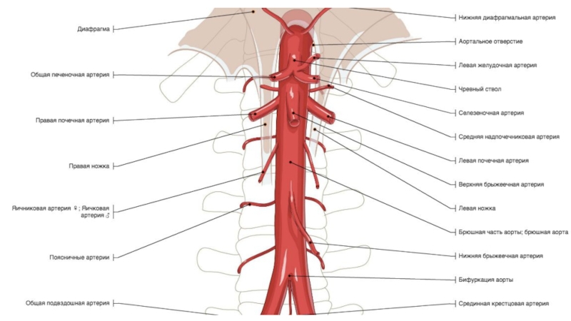 Брюшная часть аорты схема