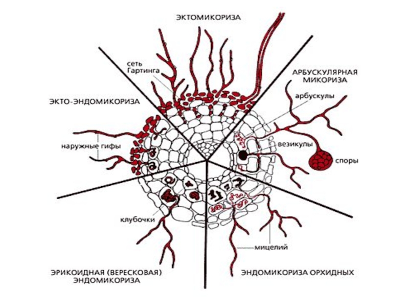 Арбускулярная микориза. Эктотрофная микориза. Эндотрофная микориза. Микориза эктомикориза эндомикориза.