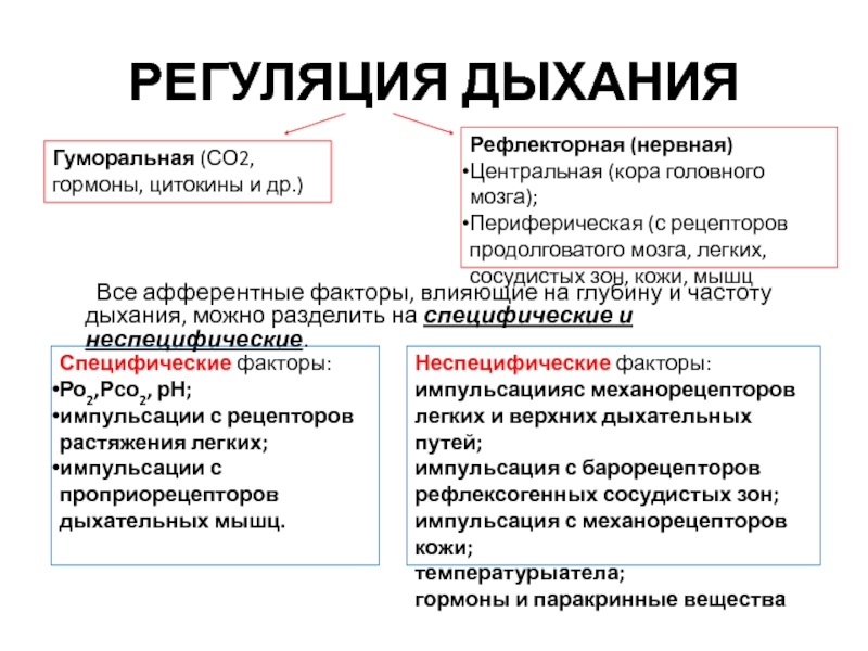 Регуляция дыхания презентация 8 класс