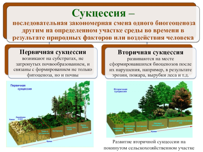Влажность растительных сообществ. Первичная экологическая сукцессия. Этапы вторичной сукцессии. Фазы экологической сукцессии. Первичная сукцессия и вторичная сукцессия таблица.