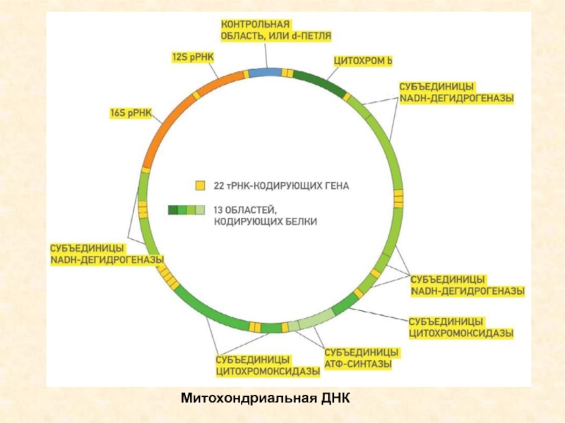 Кольцевая хромосома в митохондриях. Строение митохондриальной ДНК. Строение митохондриальной ДНК человека. Структура, свойства и функции митохондриальной ДНК. Структура митохондриальной ДНК.