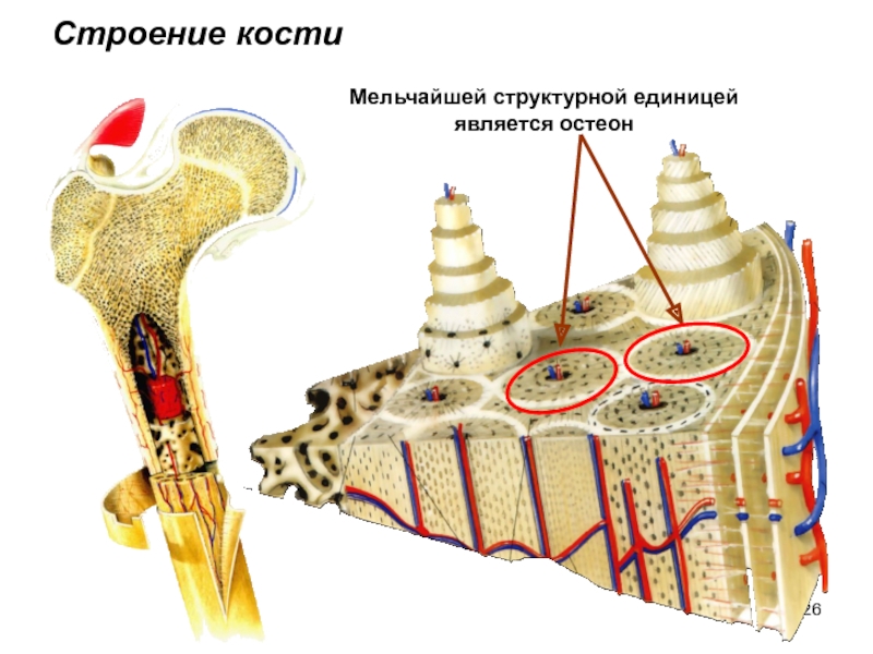 Остеон схема строения