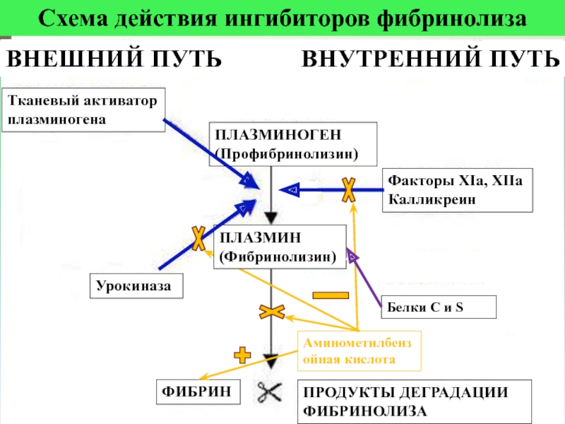 Схема фибринолиза физиология