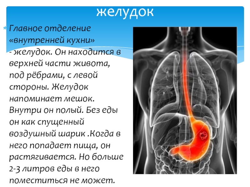 Внутреннее отделение. Главное отделение внутренней кухни человека. Главное отделение внутренней кухни человека 2. Желудок сидящего и стоящего человека.