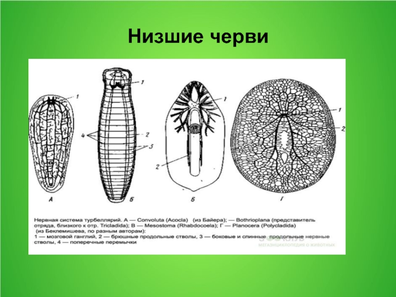 Типа ниже. Низшие черви. Низшие черви классификация. Типы низших червей. Типы низших червей схема.