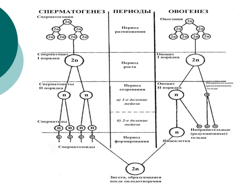 4 этапа сперматогенеза. Фазы сперматогенеза и овогенеза таблица. Схема сперматогенеза у животных. Период сперматогенез оогенез таблица. Схема ово и сперматогенеза.
