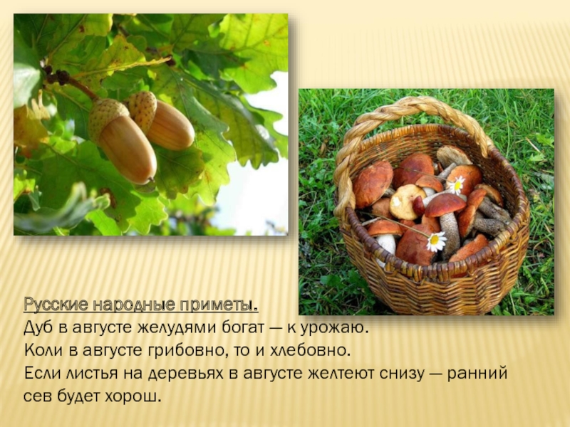 Русские народные приметы.Дуб в августе желудями богат — к урожаю.Коли в августе грибовно, то и хлебовно.Если листья на