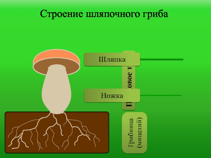 Выберите части гриба