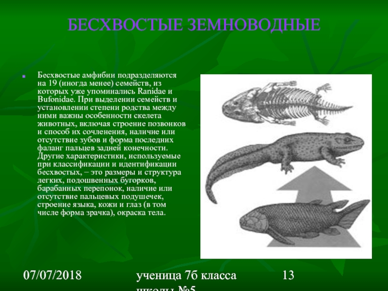 Класс земноводные или амфибии 7 класс презентация