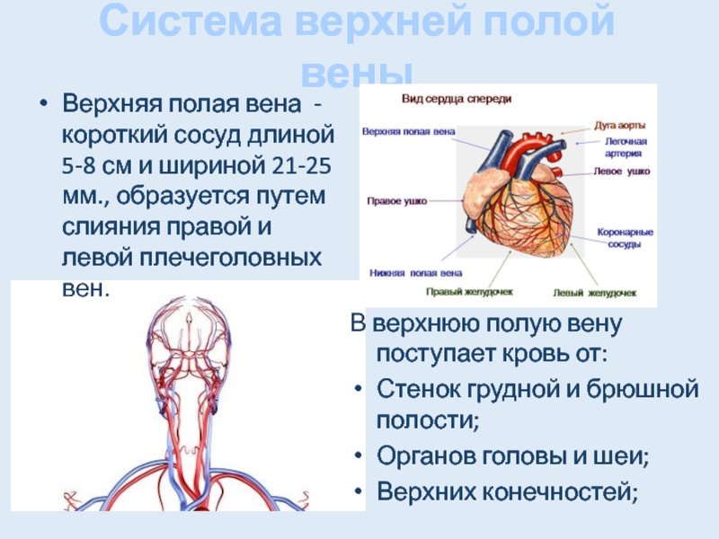 Анатомия левой плечеголовной вены. Плечеголовные вены образуются из слияния. Верхняя полая Вена образована слиянием.