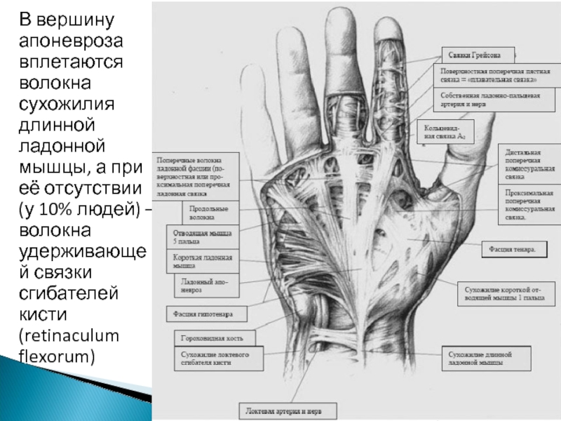 Ладонная мышца. Ладонный апоневроз анатомия. Ладонный апоневроз функции. Сухожилие длинной ладонной мышцы. Длинная ладонная мышца вплетается в ладонный апоневроз.