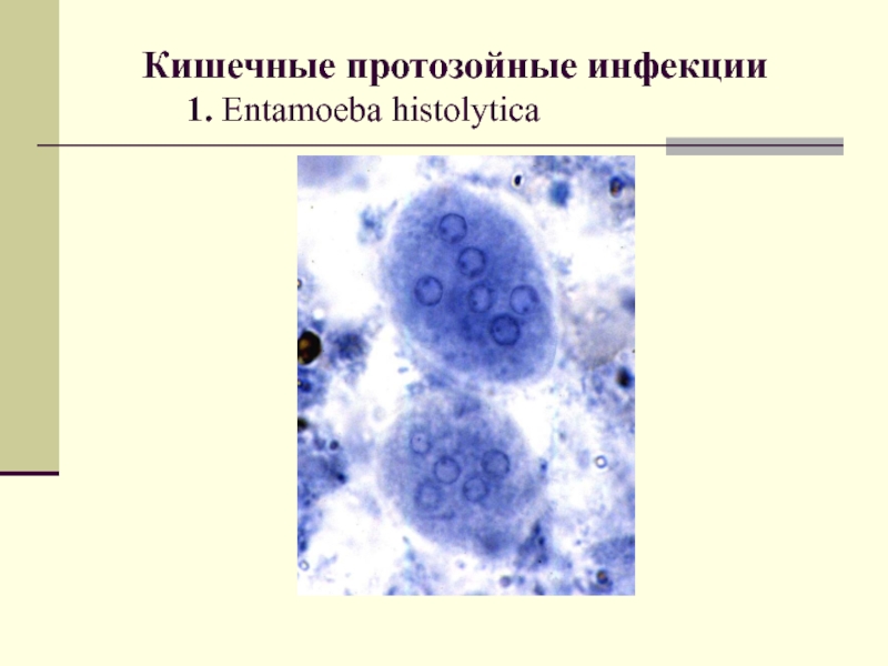 Кишечные протозойные инфекции. Entamoeba histolytica заражение. Протозойные инфекции. Патогенные простейшие. Протозойные кишечные инфекции.