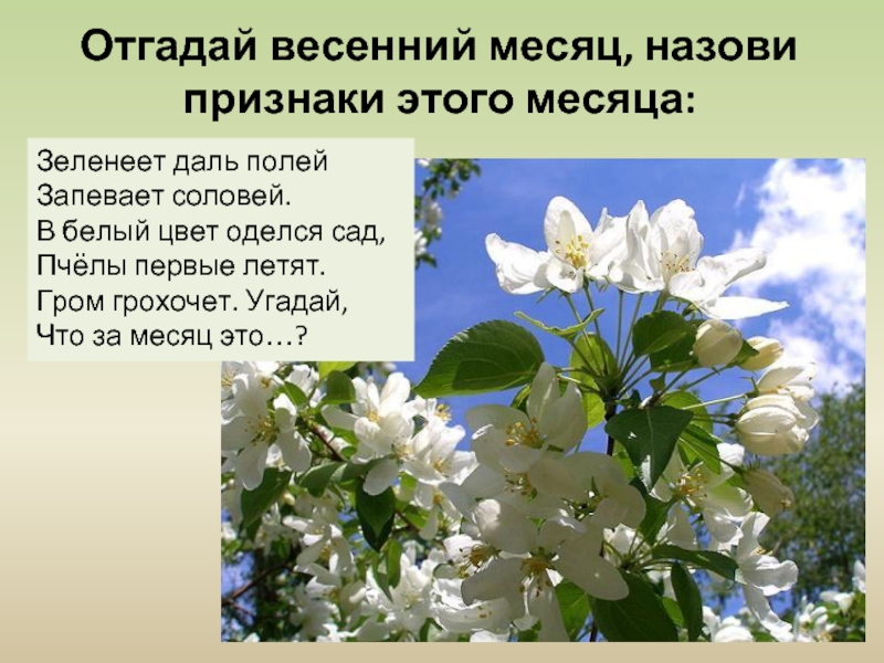 План рассказа о преображении природы весной