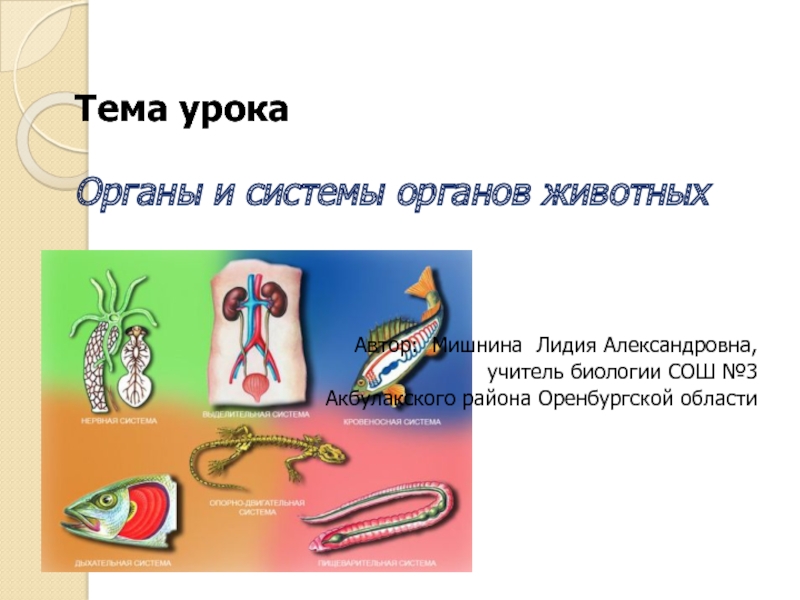 Презентация Органы и системы органов животных