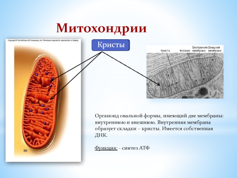 Органоид синтез атф. Кристы оьразованы месбранной метахондрий. Кристы митохондрий образованы. Функции митохондрии и кресты. Кристы митохондрий функция.