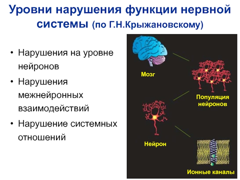 Нарушению взаимодействия. Нарушение функций нервной системы. Уровни нарушений функций нервной системы. Причины и механизмы нарушений межнейронных взаимодействий. Нейронные популяции.