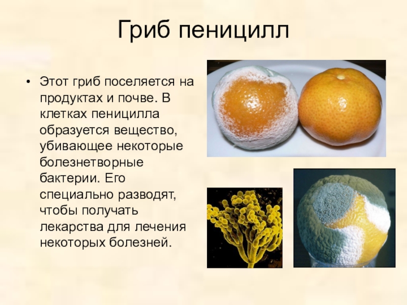 Примеры плесневелых грибов