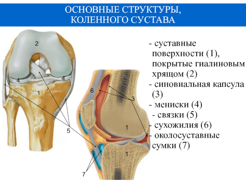 Сумка коленного сустава