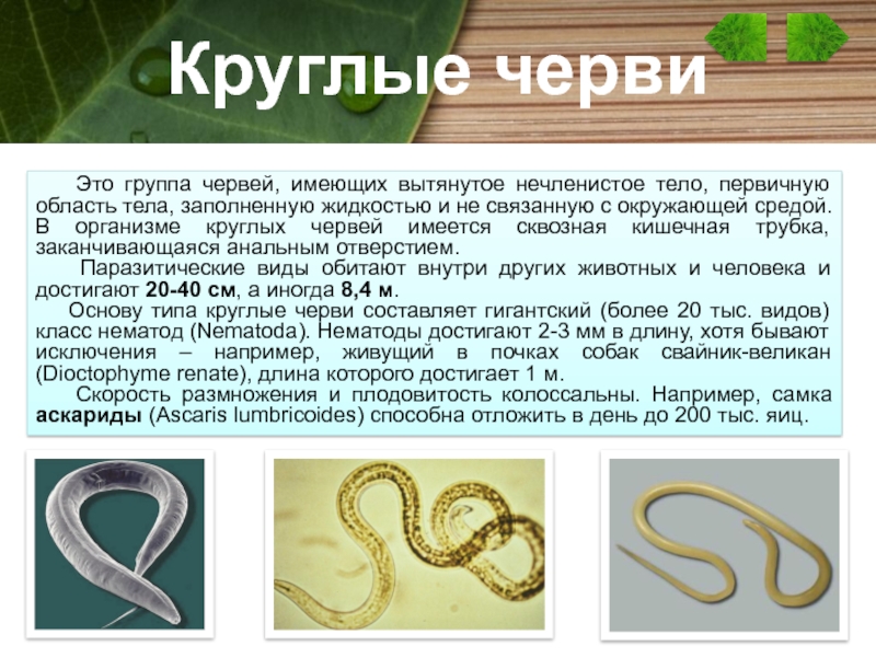 Круглый червь 8. Тип круглые черви паразиты. Паразитические черви сообщение.