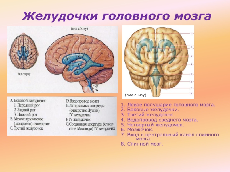 Физиология головного мозга презентация