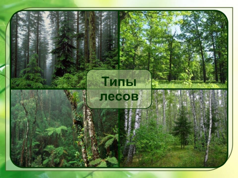 Жизнь леса 2 класс окружающий мир. Жизнь леса. Виды леса. Жизнь леса 4 класс. Типы лесов в России.