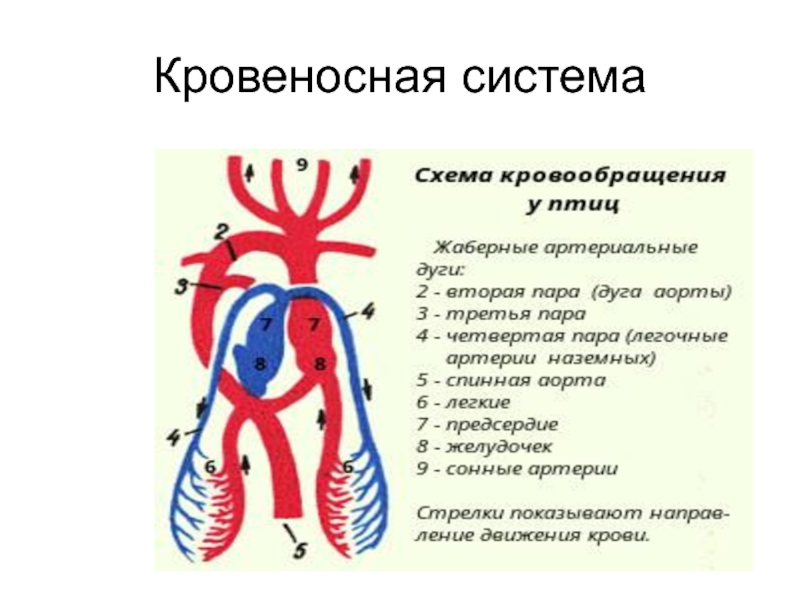 Проект кровеносная система