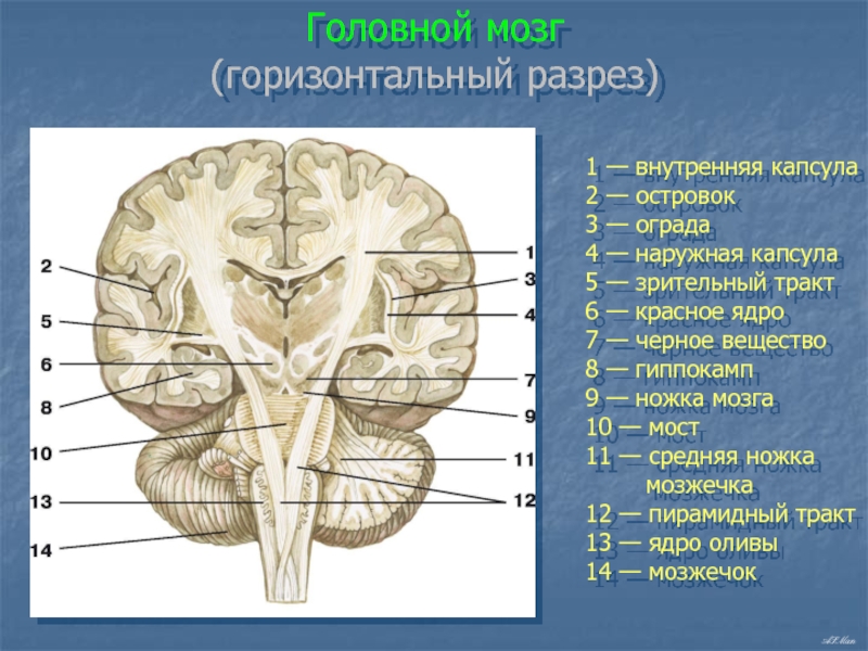 Ножки мозга отдел. Внутренняя капсула и Лучистый венец. Лучистый венец головного мозга анатомия. Строение внутренней капсулы головного мозга. Ножки мозга.