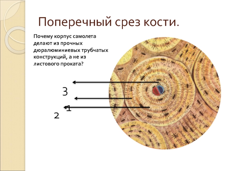 Рисунок костного канальца