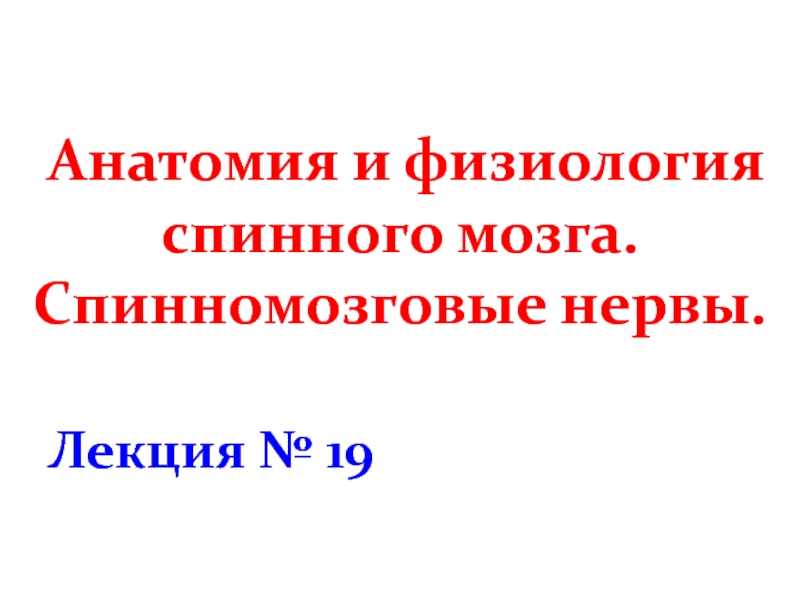 Презентация Анатомия и физиология спинного мозга. Спинномозговые нервы