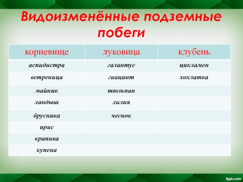 Видоизменения побегов презентация 6 класс пасечник фгос