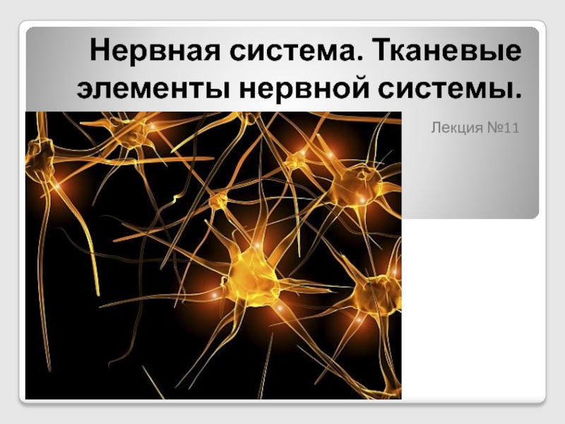 Нервная система. Тканевые элементы нервной системы.