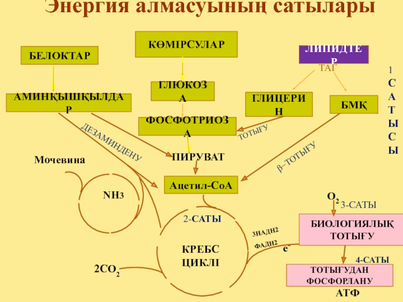 Зат алмасу презентация